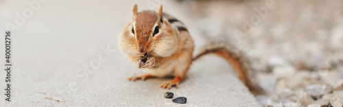 Tableau sur toile Chipmunk eating sunflower seeds