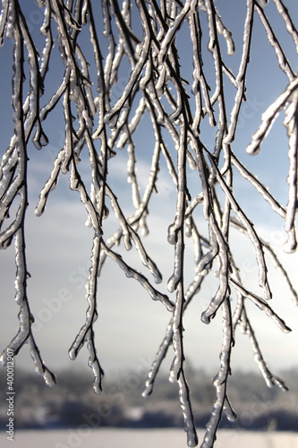 Beautiful branches of birch tree after icy rain on the white-blue background