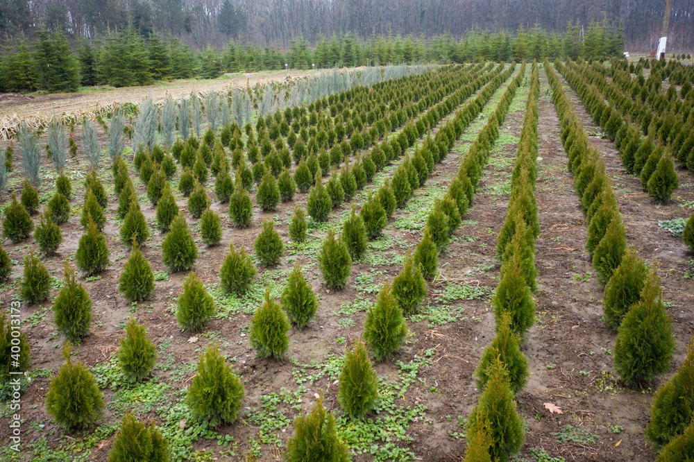 4K drone photograph with a plantation of young fir trees near Christmas time 4K drone photograph with a plantation of young fir trees near Christmas time
