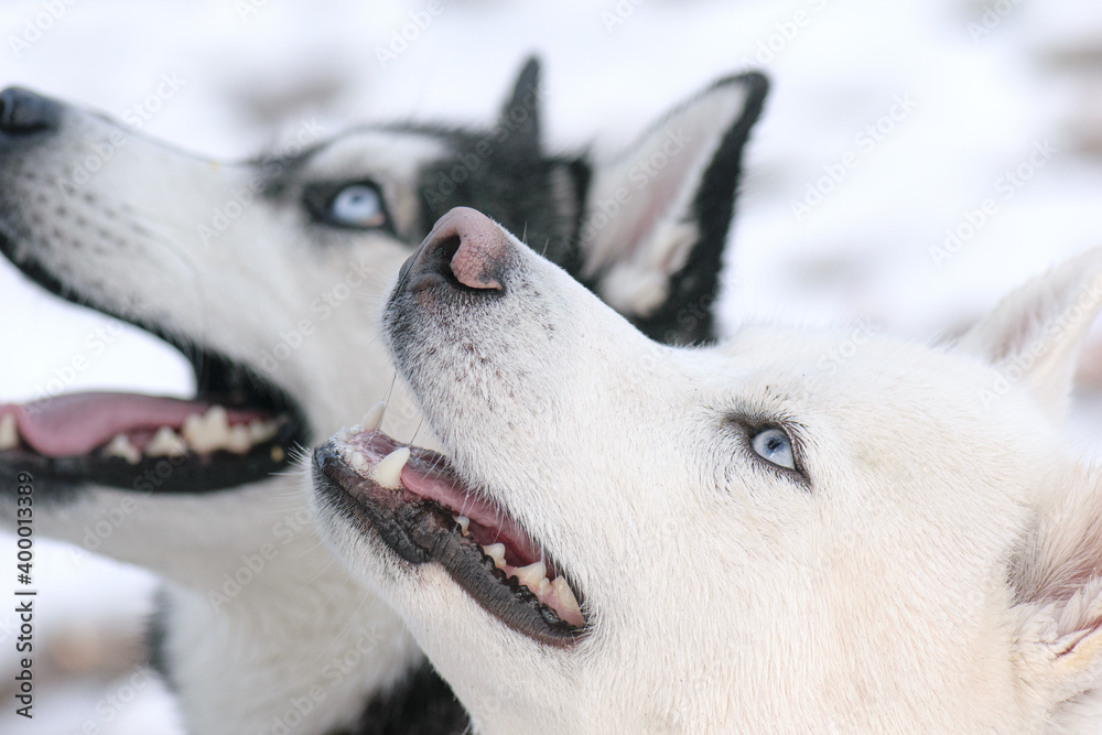 two siberian husky dogs waiting for a treat 