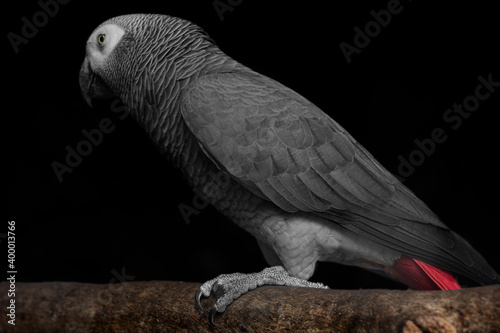 Loro gris de cola roja  photo