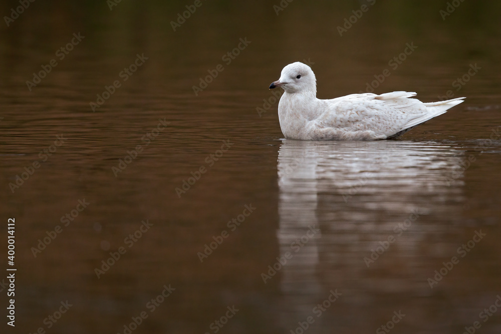 An immature iceland gull swimming in a city pond in Amsterdam.