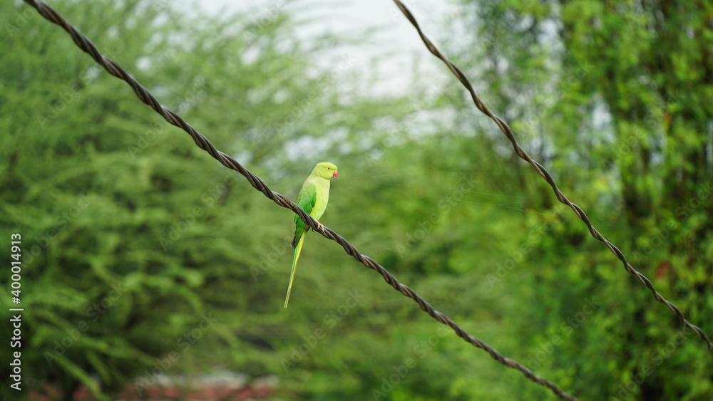 Parrot with nature. Parrots also known as psittacines with blurred background. Parrot with nature. Parrots also known as psittacines with blurred background.