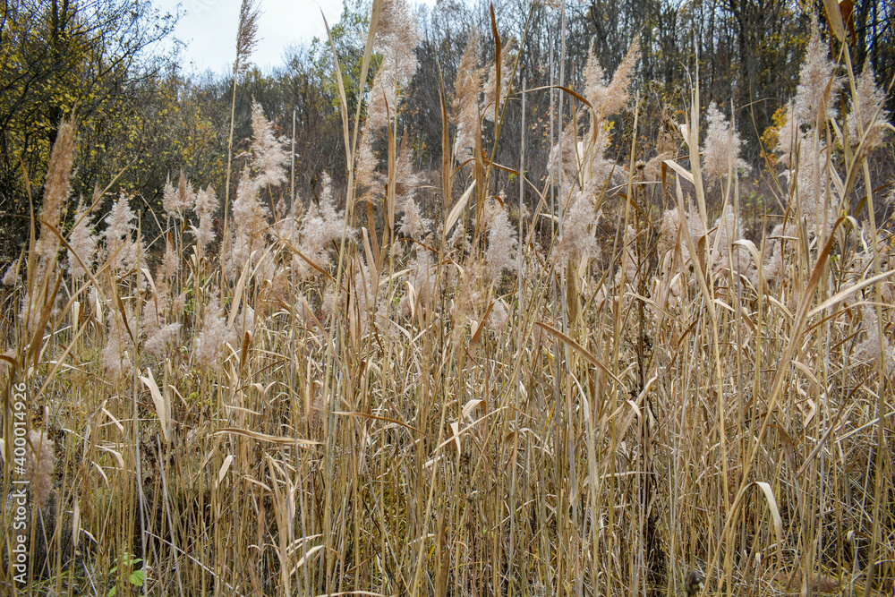 Field of fluffy golden reeds in late autumn Field of fluffy golden reeds in late autumn