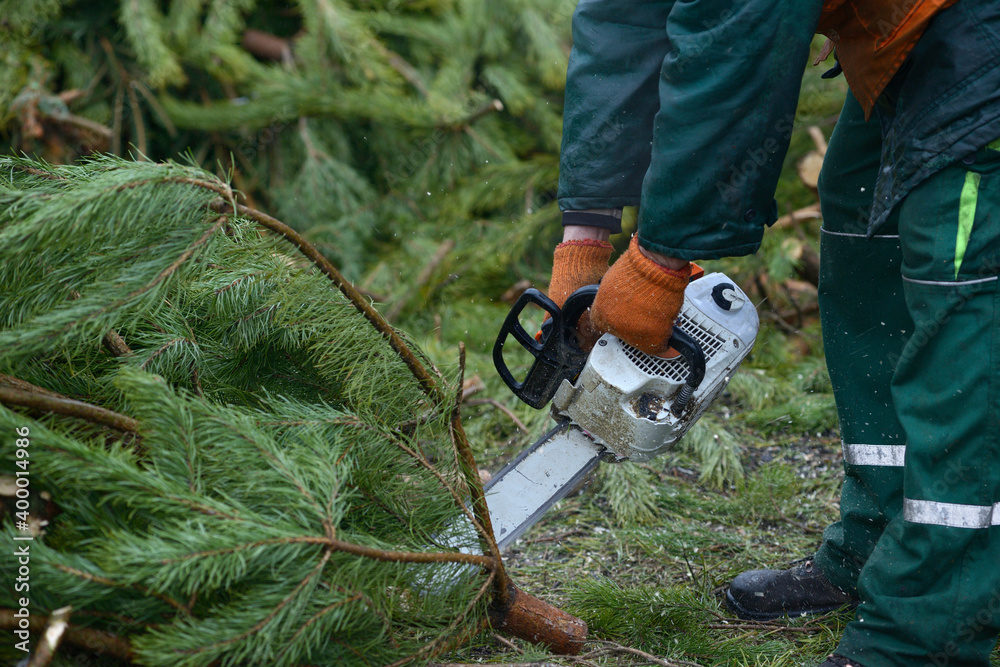 Lumberman hands cutting branches of pines, used Christmas tree, with the chainsaw for recycling. Collection point for recycling Lumberman hands cutting branches of pines, used Christmas tree, with the chainsaw for recycling. Collection point for recycling