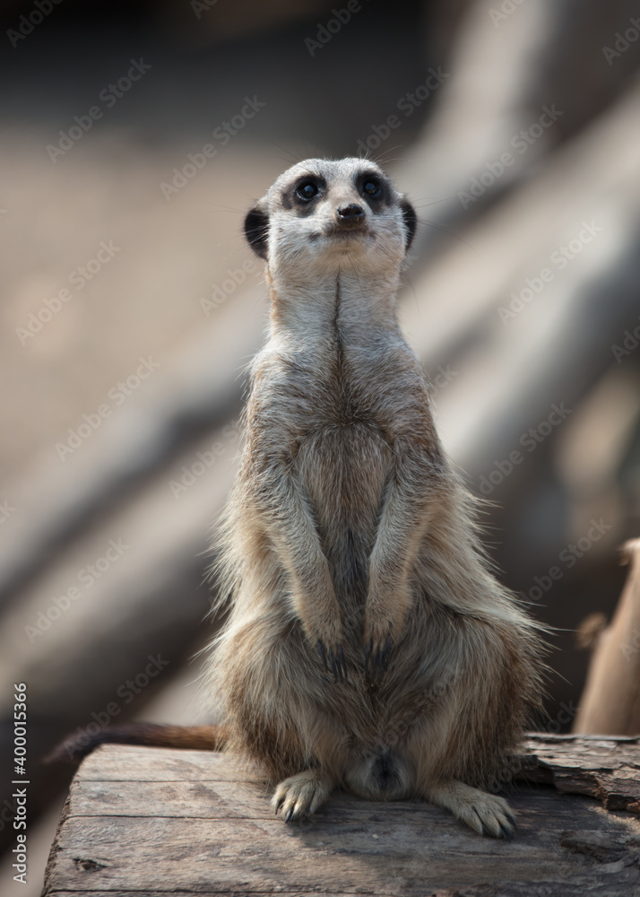 Fototapeta premium meerkat on guard