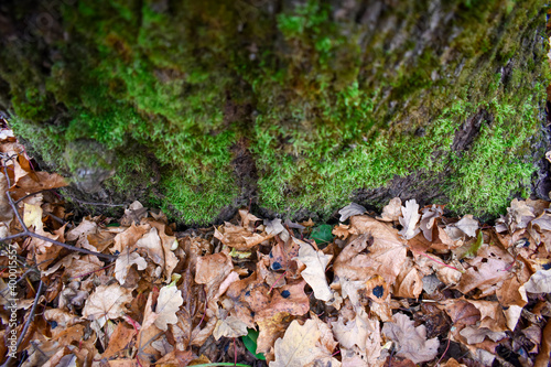 Green fresh juicy moss in autumn forest