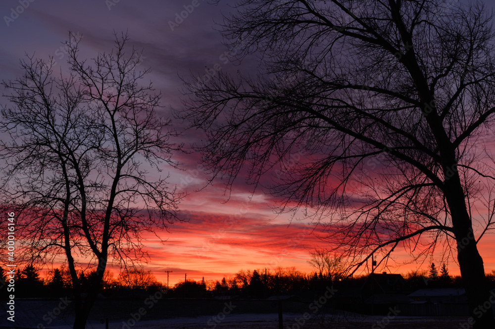trees and living skies trees and living skies