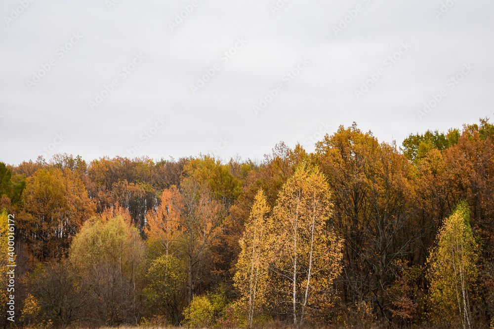 View of the autumn forest in the mountains