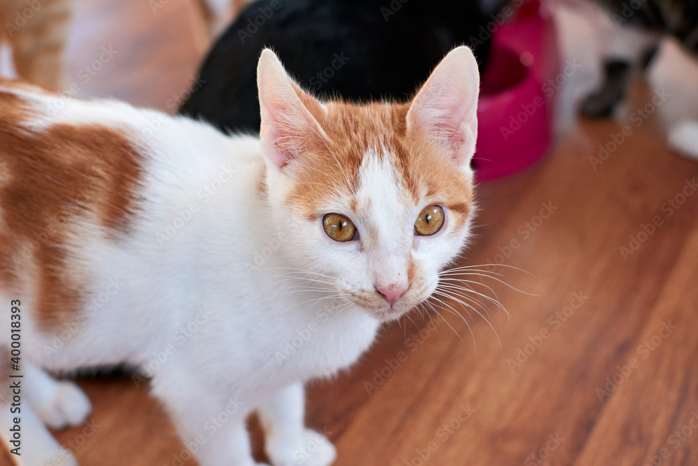 A selective focus shot of a white and ginger cat standing on the floor