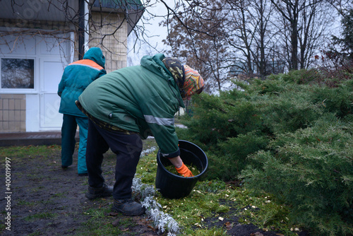 Municipal women gardeners fertilizing ground of the lawn with wood chips of used Christmas trees