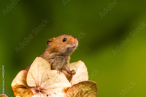 Eurasian harvest mouse  Micromys minutus 