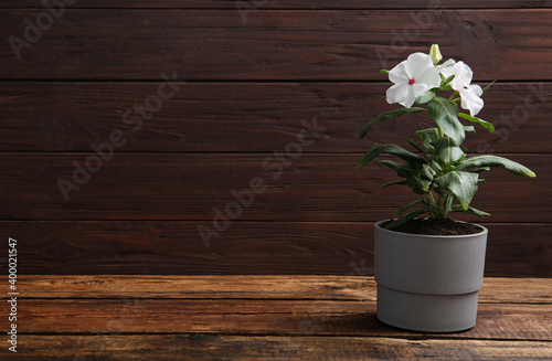 Beautiful white vinca flowers in plant pot on wooden table. Space for text