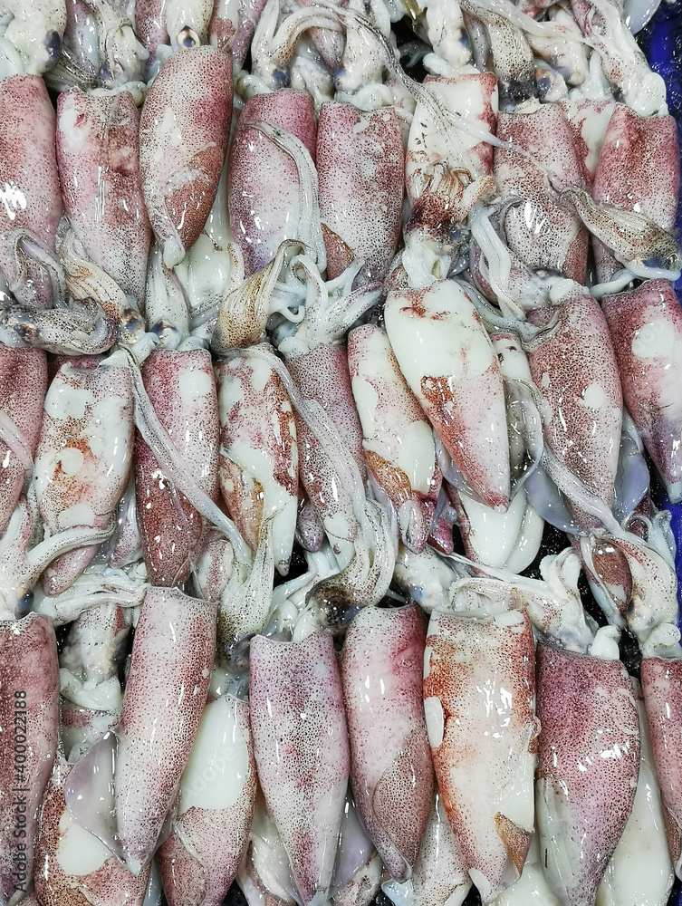 Bunch of fresh cuttlefish on ice. Street seafood in Asia spiny squids close-up is placed in a row on the refrigerated panel for sale at the food market.