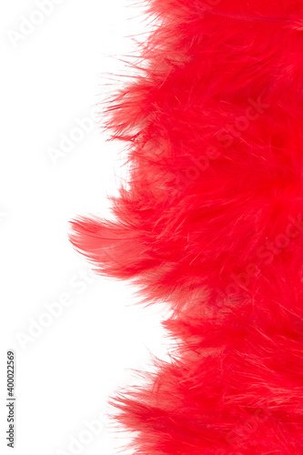 red feathers isolated on white background