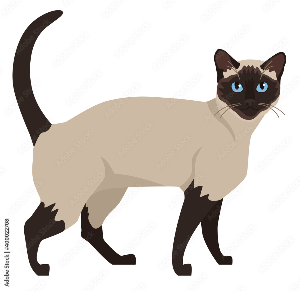 Siamese cat with blue eyes Flat vector illustration Isolated object