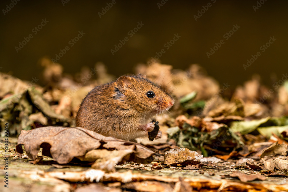 Eurasian harvest mouse (Micromys minutus) Eurasian harvest mouse (Micromys minutus)