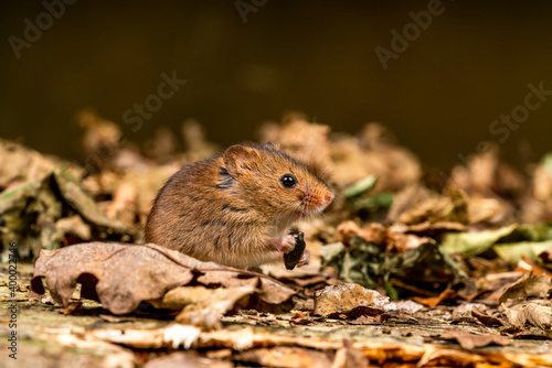 Eurasian harvest mouse (Micromys minutus)