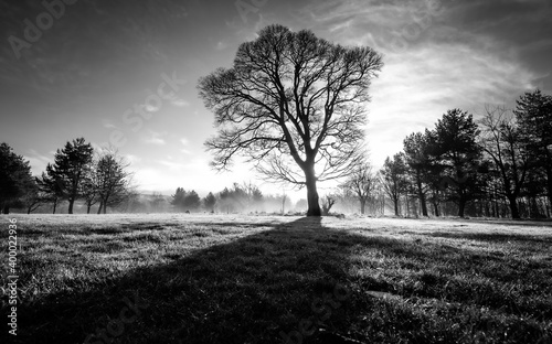 Tree Silhouette on a misty morning