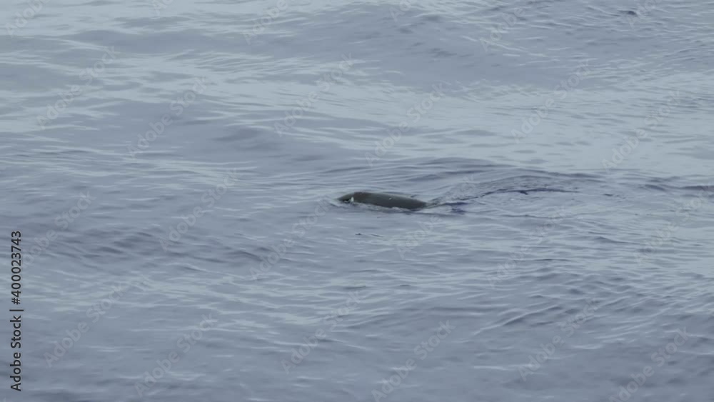 Penguin swimming in calm water in 4k. Penguin swimming in calm water in 4k.