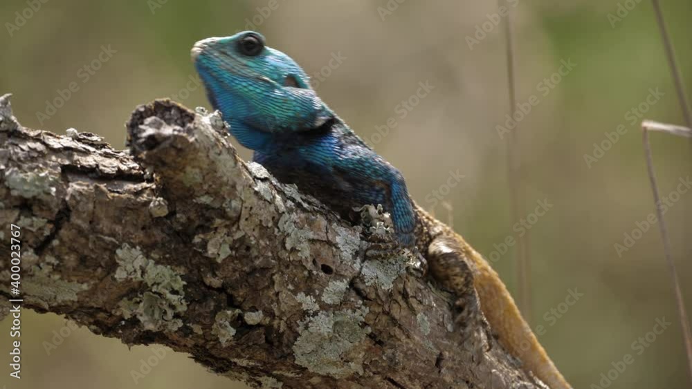 Territorial challenge between head bobbing Blue Headed Agama Lizards Territorial challenge between head bobbing Blue Headed Agama Lizards