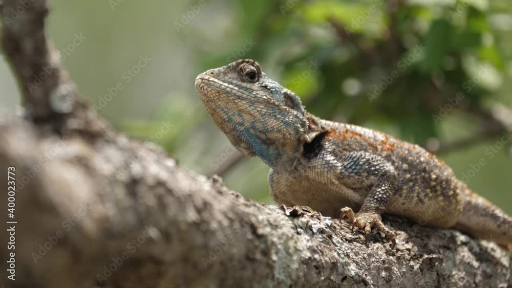 Selective focus, Blue Throated Agama Tree Lizard sits on sunny branch Selective focus, Blue Throated Agama Tree Lizard sits on sunny branch