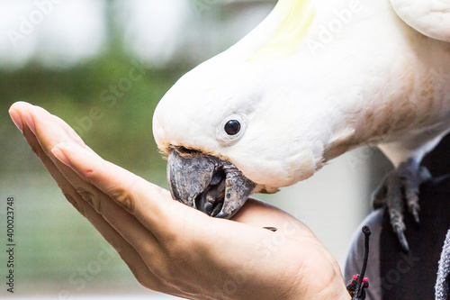 Feed parrots by hand.