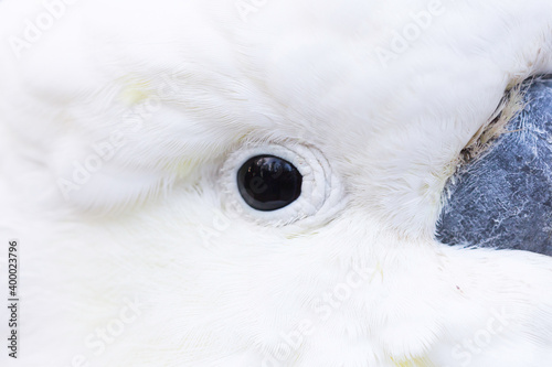 Parrot from australia