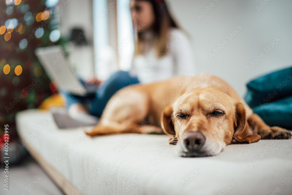 a small yellow dog sleeping on the bed next to the girl, with a Christmas tree in the background a small yellow dog sleeping on the bed next to the girl, with a Christmas tree in the background