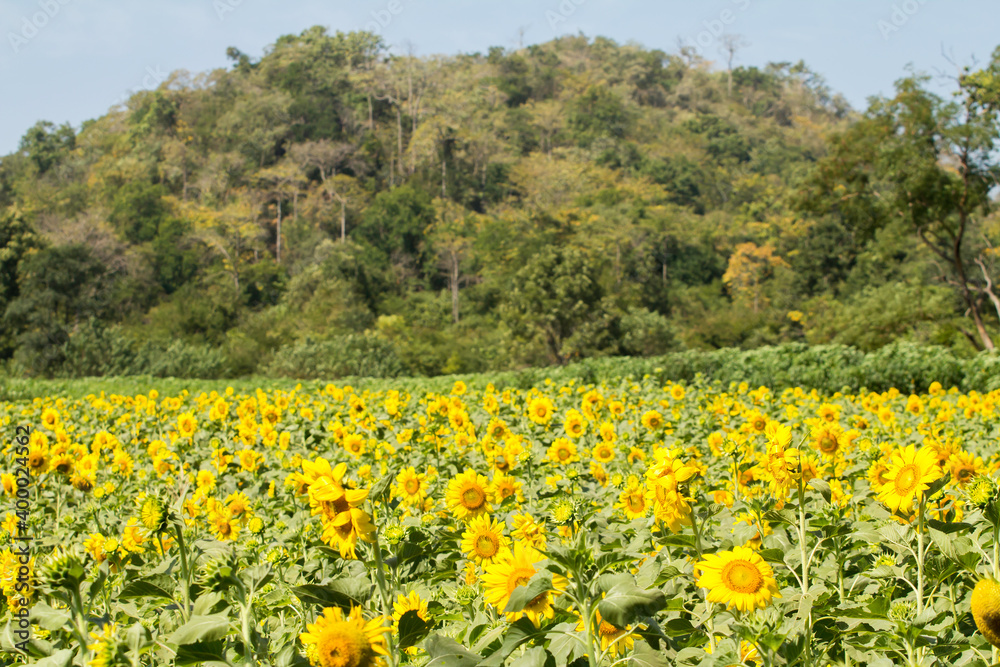 Sunflower field in Thailand