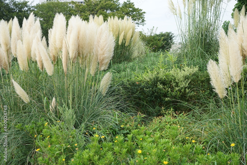 Pampas grass or Silver grass - シロガネヨシ, パンパスグラス