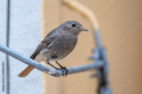 Hausrotschwanz (Phoenicurus ochruros) Weibchen