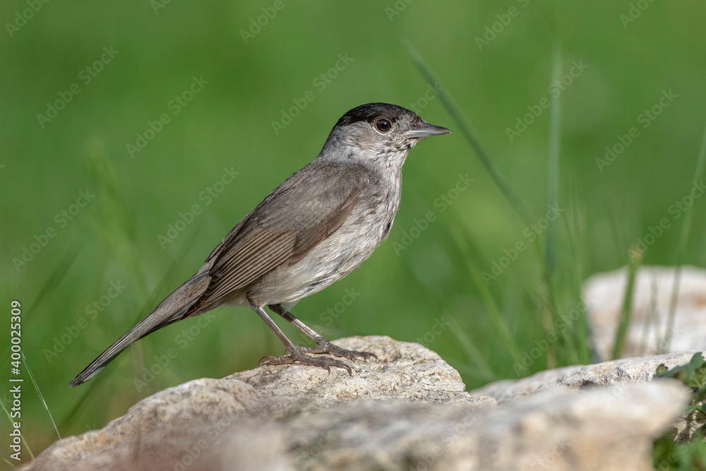 Mönchsgrasmücke (Sylvia atricapilla) Männchen Mönchsgrasmücke (Sylvia atricapilla) Männchen