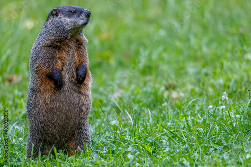 Groundhog (Marmota monax), also known as a woodchuck, feeding on grass during summer. Selective focus, background blur and foreground blur. Copy Space
 photo