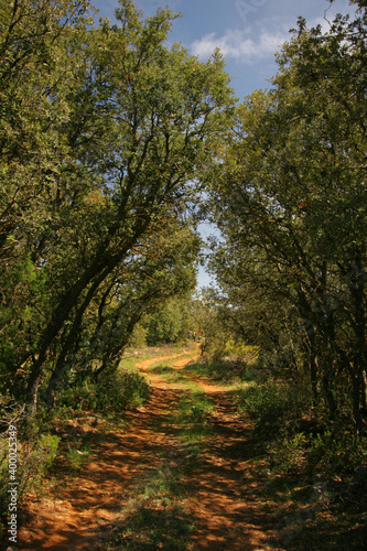 Camino en un bosque mediterr  neo de carrascas. Bajil  Moratalla  Murcia.