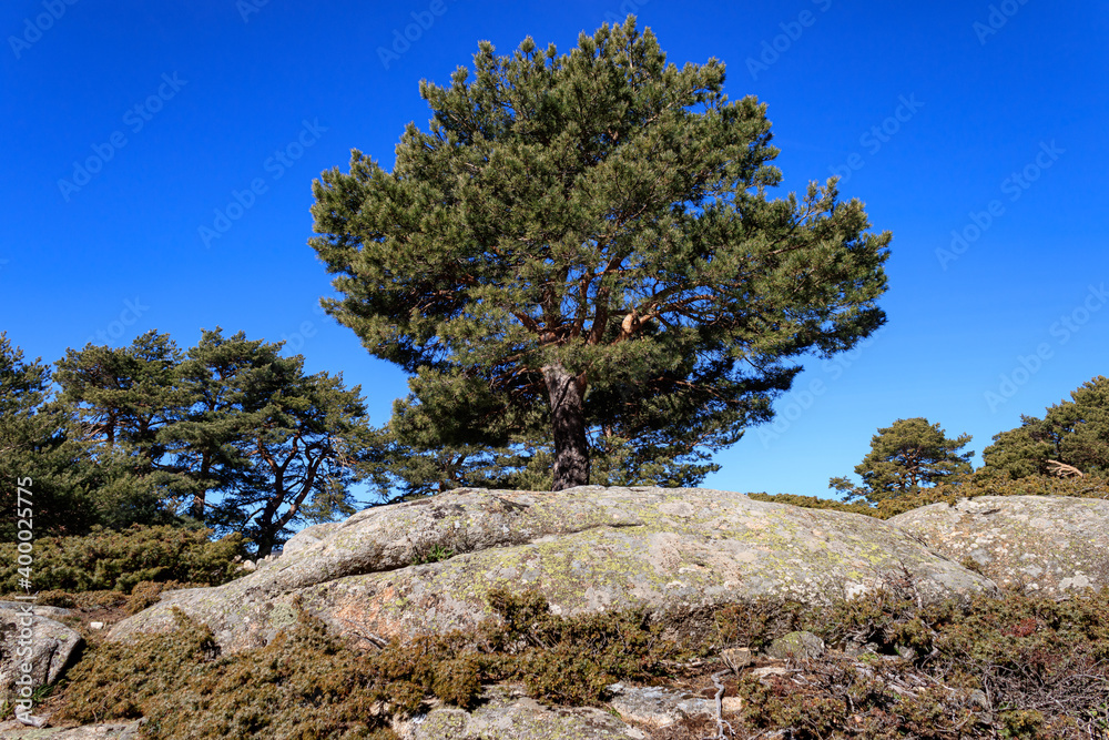 Single pine tree sticking out between the rocks in the Navacerrada mountain in Madrid
Single pine tree sticking out between the rocks in the Navacerrada mountain in Madrid