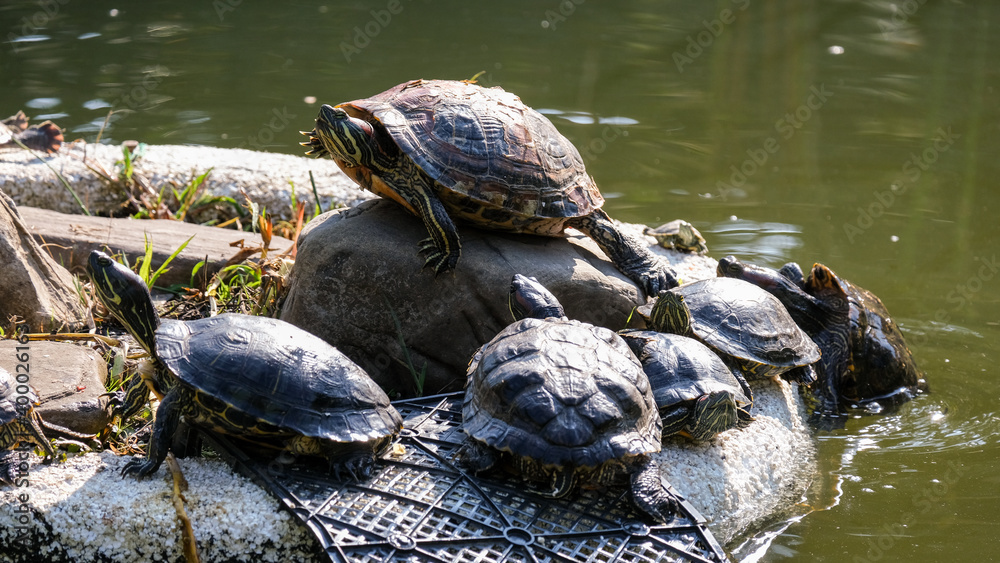 Freshwater turtles on the shore near the water. Animal world. Freshwater turtles on the shore near the water. Animal world.