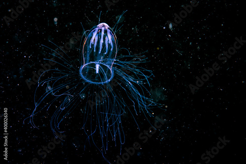 Jellyfish drifting in the waters of the St. Lawrence Estuary photo