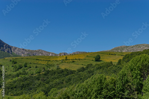 landscape with mountains and trees