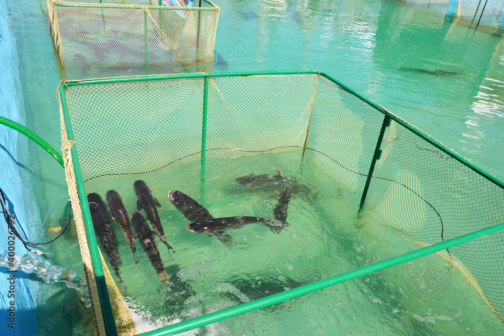 Fish farming in tanks, a net cage as a form of aquaculture, when