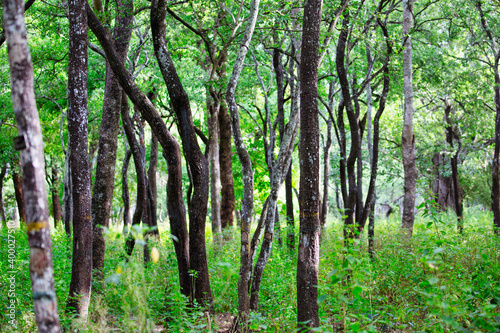 View of a Sandalwood tree forest in Marayoor, Kerala, India