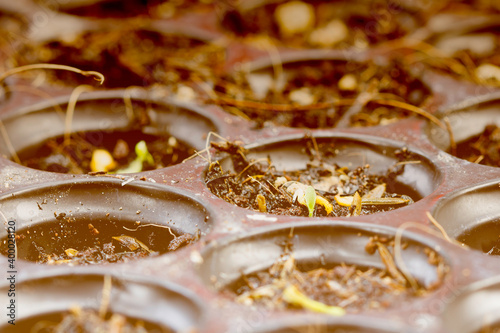 Baby plants seeding, black hole trays for agricultural seedlings © parinya