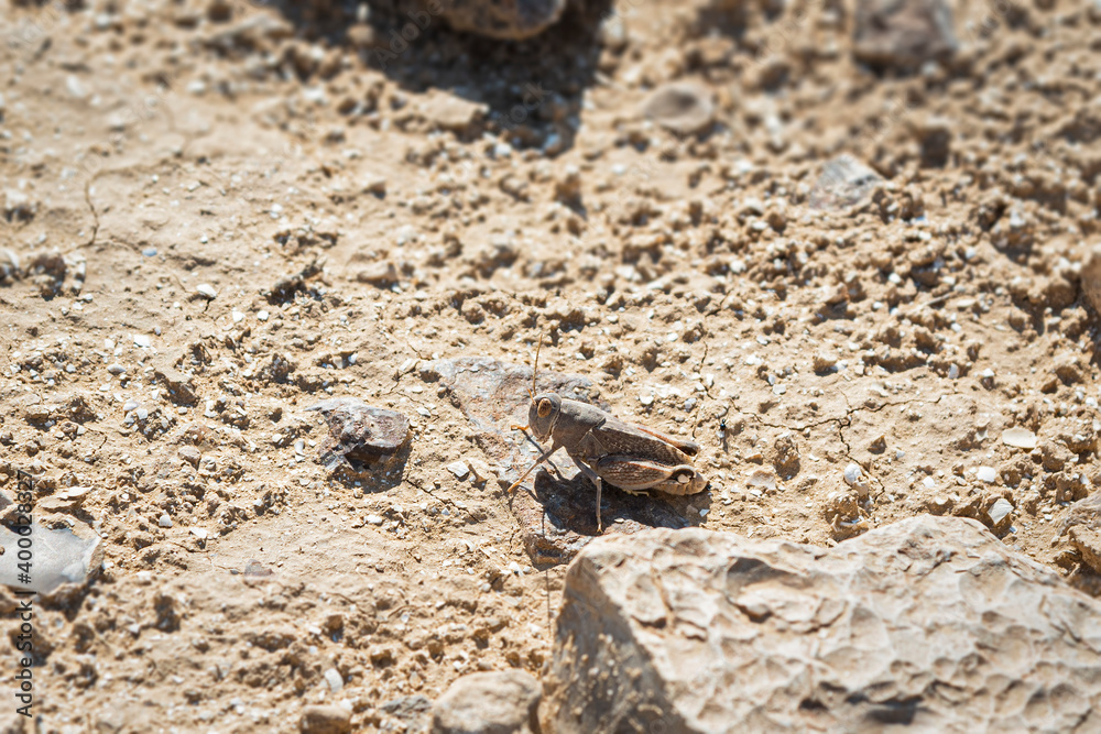 an egyptian locust anacridium aegyptium in the fifth stage instar of development on a sandy hillside in the south judaean desert near arad in israel an egyptian locust anacridium aegyptium in the fifth stage instar of development on a sandy hillside in the south judaean desert near arad in israel