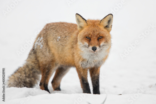 red fox in snow © rasto24