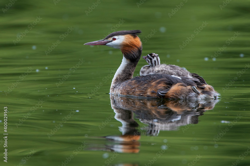 Fototapeta premium Haubentaucher (Podiceps cristatus) mit Jungen