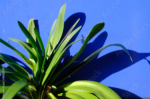 Green leaves against a bright blue background 
