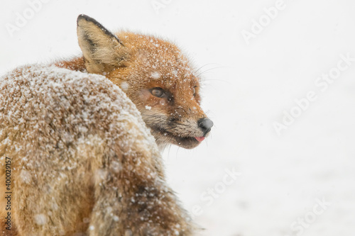 red fox in the snow