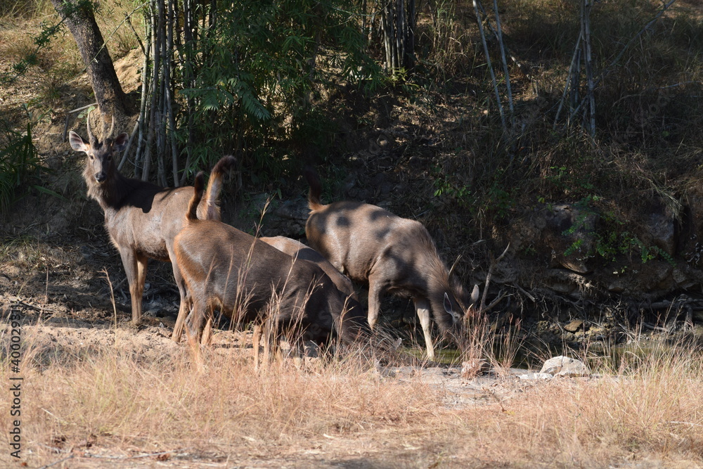Thirsty Sambar Deers at Forest  Wildlife Photography