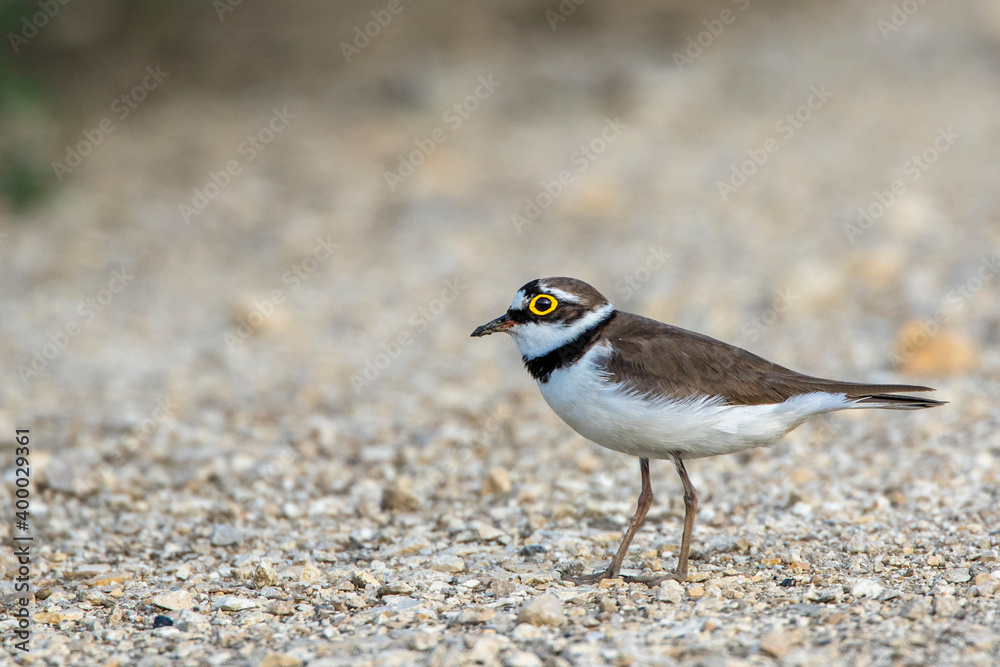 Flußregenpfeifer (Charadrius dubius) Flußregenpfeifer (Charadrius dubius)