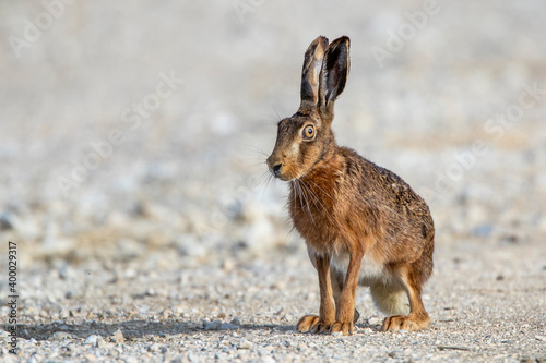 Feldhase (Lepus europaeus) photo